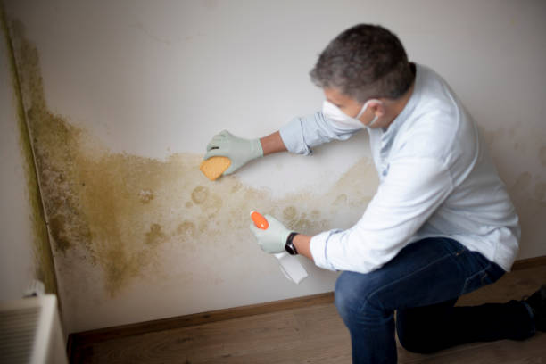 Best Crawl Space Mold Remediation  in Glenville, CT